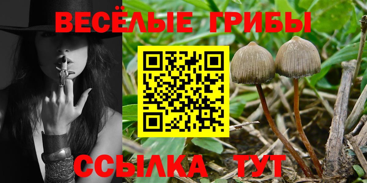 Бердск  даркнет сайт  Вход с VPN  Псилоцибиновые грибы GOLDEN TEACHER 
